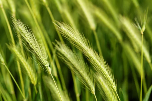 Зеленое зерно — стоковое фото