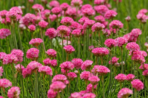 Pink flower — Stock Photo, Image