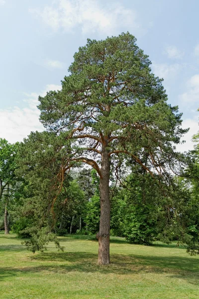 Ağaç gövdesi — Stok fotoğraf