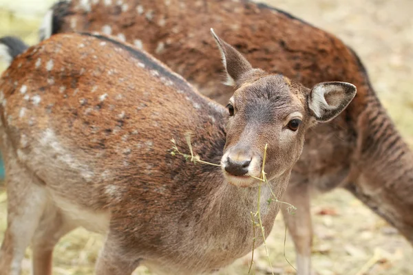 Cute deer — Stock Photo, Image