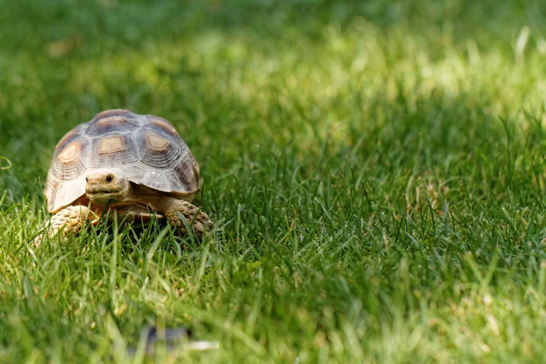 Little turtle — Stock Photo, Image