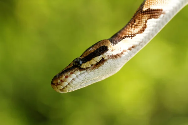 Cabeça de cobra — Fotografia de Stock