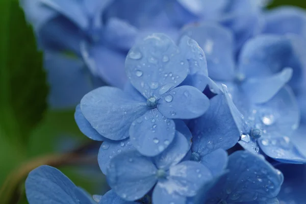 Azul lila — Foto de Stock