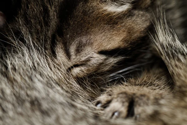 Büyük kedi — Stok fotoğraf
