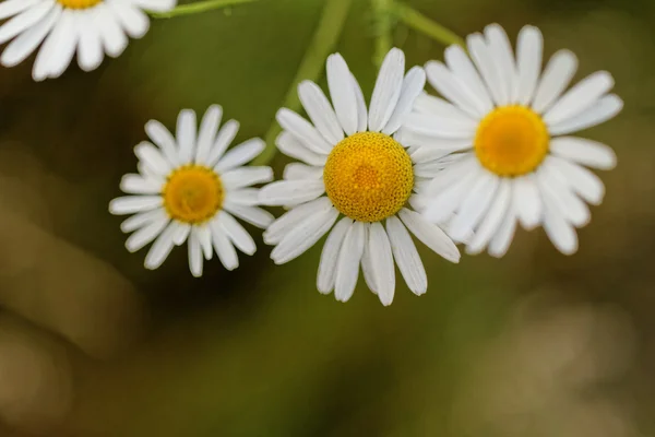 Marguerite — Stock Photo, Image