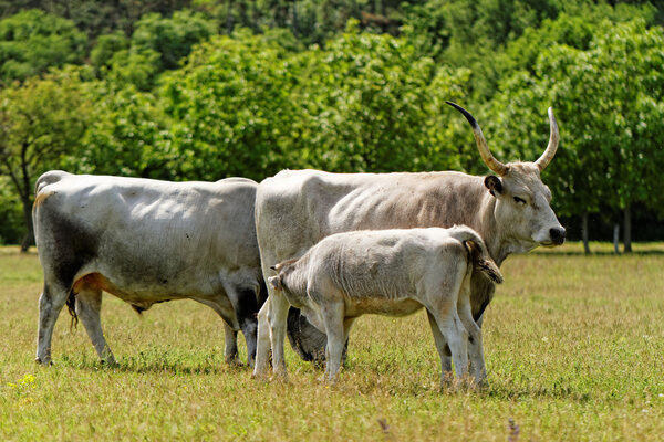 Gray cattle
