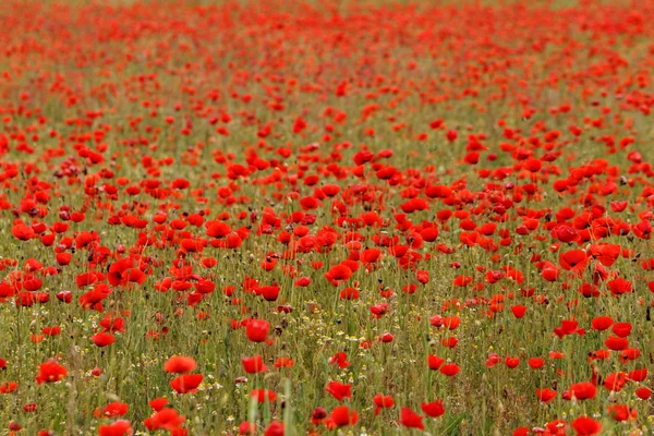 Red poppies — Stock Photo, Image