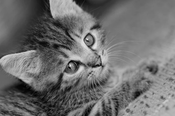 Τιγρέ γατάκι — Φωτογραφία Αρχείου