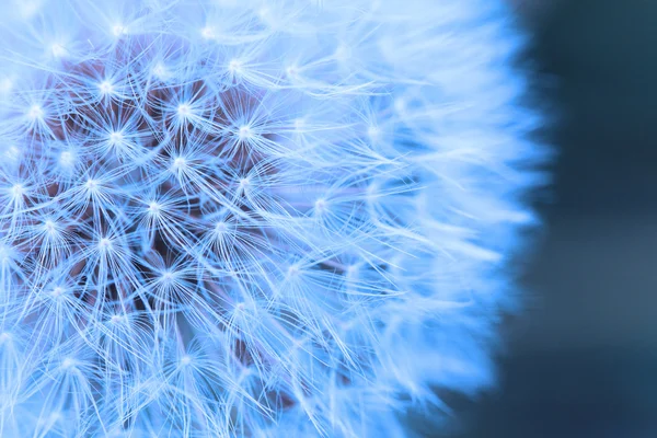 De paardebloem achtergrond. — Stockfoto