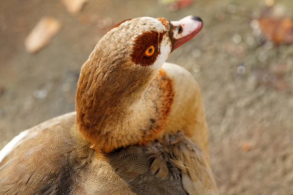 Aves — Foto de Stock