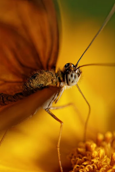 Mariposa naranja — Foto de Stock