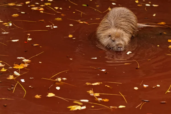 Castor na água — Fotografia de Stock