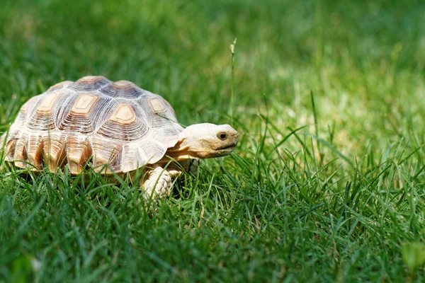 Kleine schildpad — Stockfoto