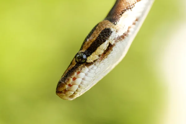 Cabeza de serpiente —  Fotos de Stock