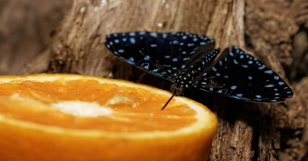 Schmetterling — Stockfoto