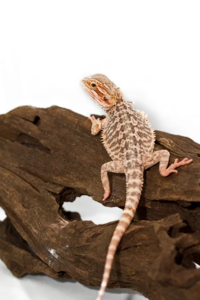 Lizard on branch — Stock Photo, Image