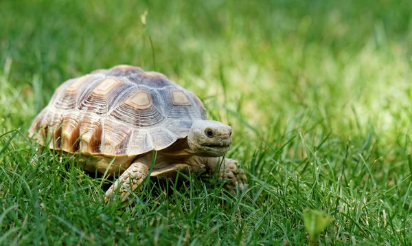 Little turtle — Stock Photo, Image