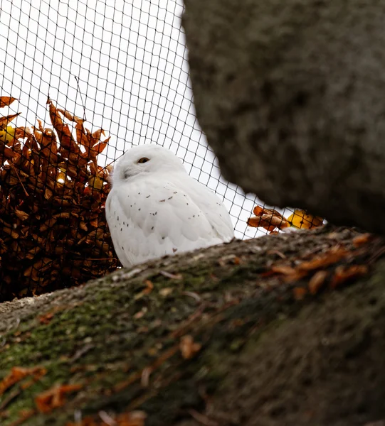 Eule im Zoo — Stockfoto