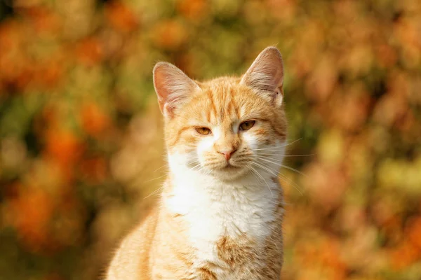 Orange katt — Stockfoto