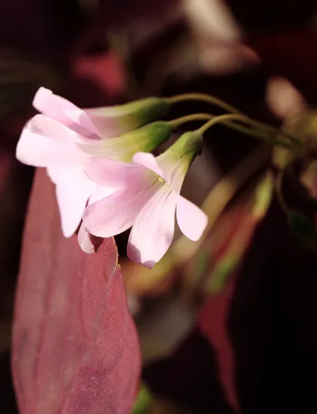 Pembe çiçek — Stok fotoğraf