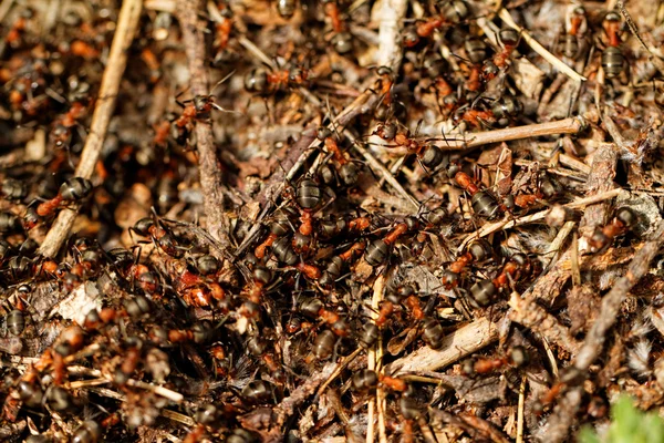 Red ant — Stock Photo, Image