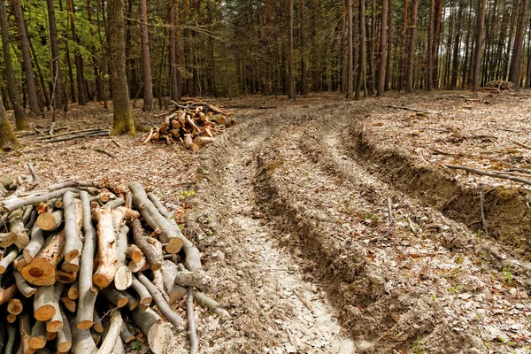 Holzeinschlag — Stockfoto