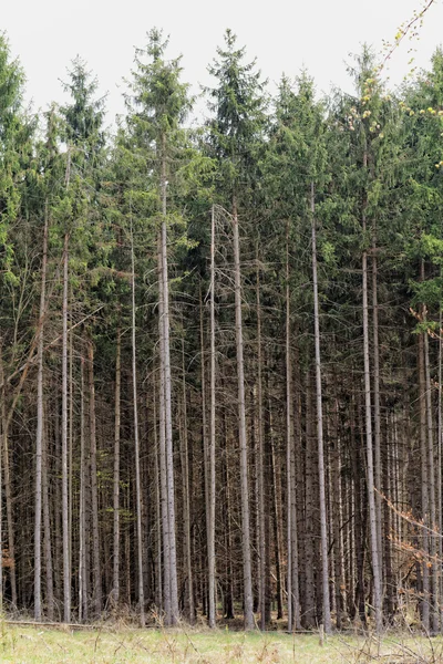 Velký les — Stock fotografie