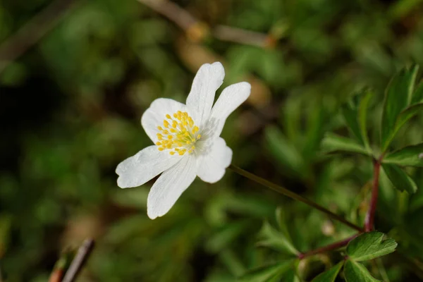 Vacker blomma — Stockfoto