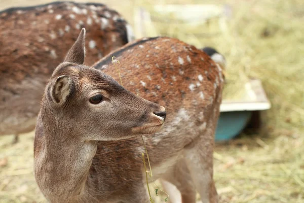 Cute deer — Stock Photo, Image