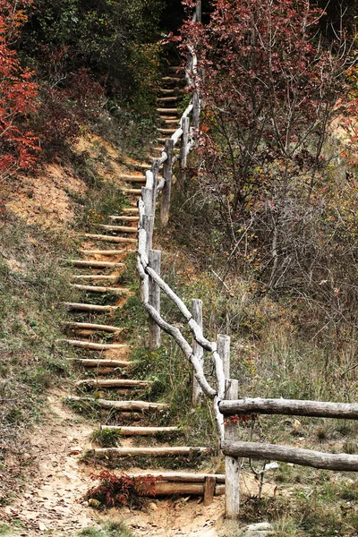 森林的步骤 — 图库照片