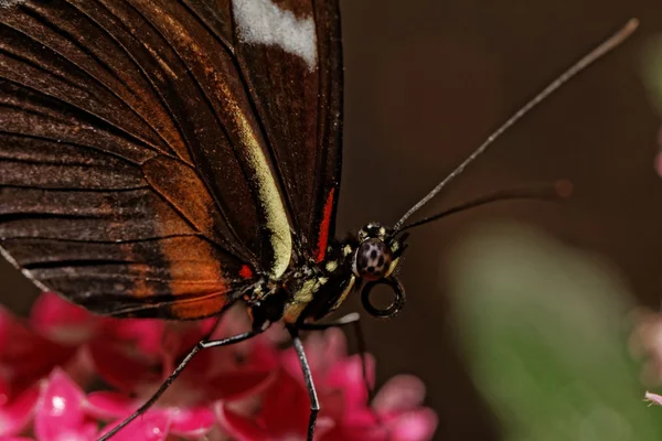 Mariposa. — Foto de Stock