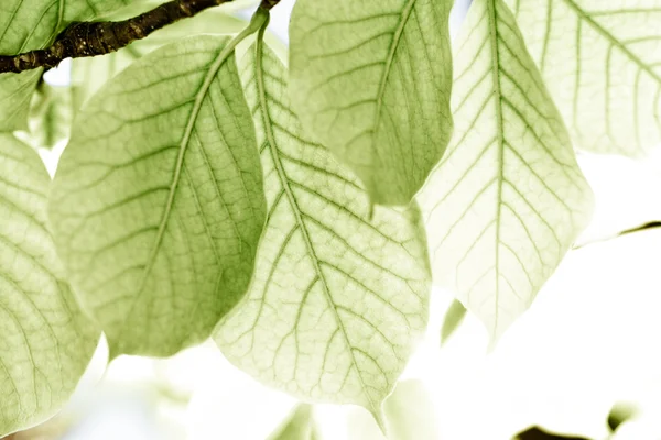 Grean leaves — Stock Photo, Image