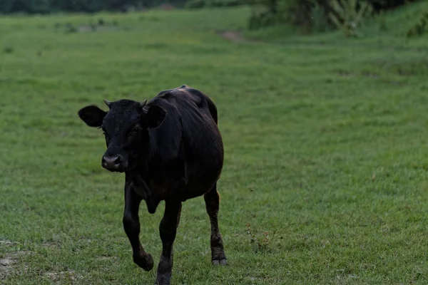 Vaca en el prado — Foto de Stock