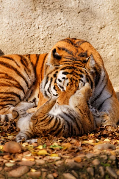 Tigre mamá — Foto de Stock