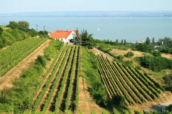 Badacsony - Balaton — Stock Fotó