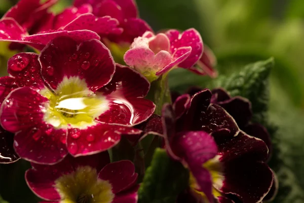 Pétales de fleurs — Photo