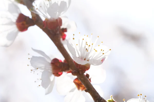 Blossom — Stock Photo, Image
