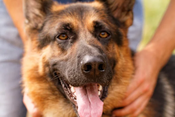 Cão pastor alemão — Fotografia de Stock