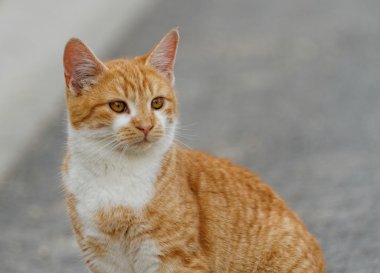 küçük kedi