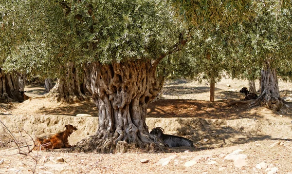 Thassos, Griekenland — Stockfoto