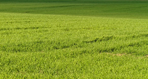 Planta verde — Fotografia de Stock