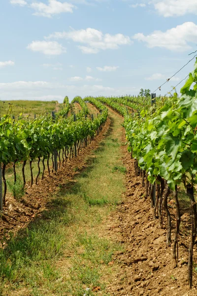 Tokaji szőlő — Stock Fotó