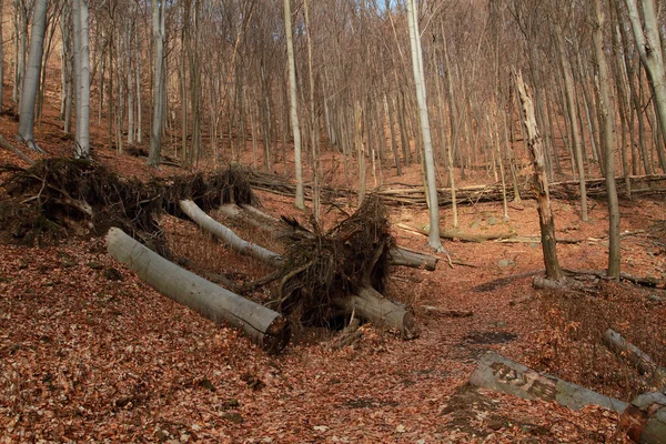 Düsterer Herbst — Stockfoto