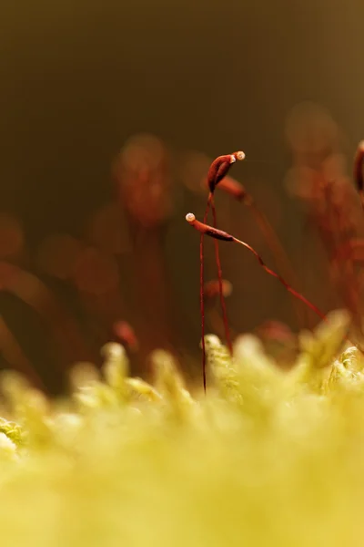 Grünes Moos — Stockfoto