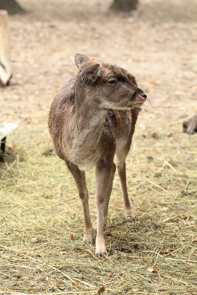 Wild goat — Stock Photo, Image