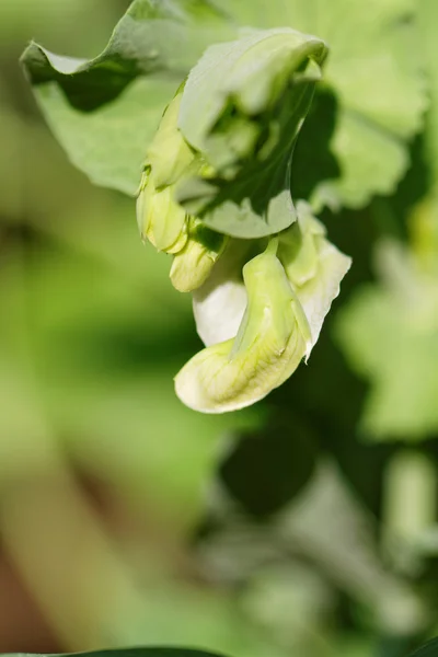 Ärter växt — Stockfoto