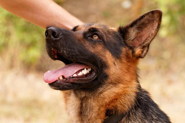 German shepherd dog — Stock Photo, Image