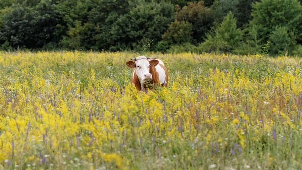 Cow on the meadow — Stock Photo, Image