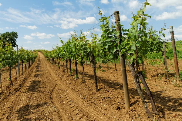 Tokaji szőlő — Stock Fotó