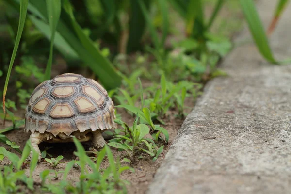 Schildpadschild — Stockfoto